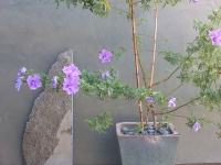 Chiseled granite-blue hibiscus.